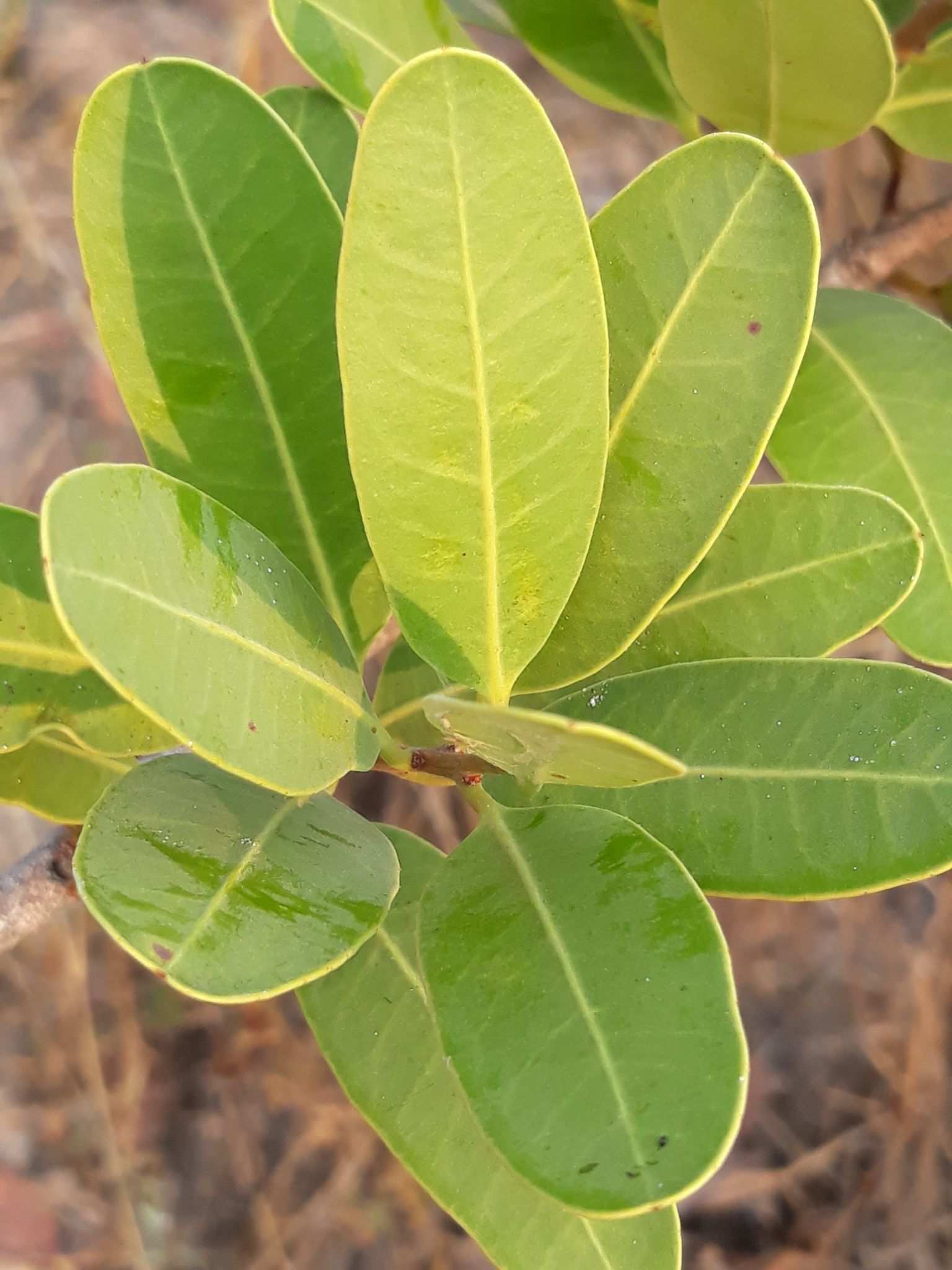 Salacia crassifolia