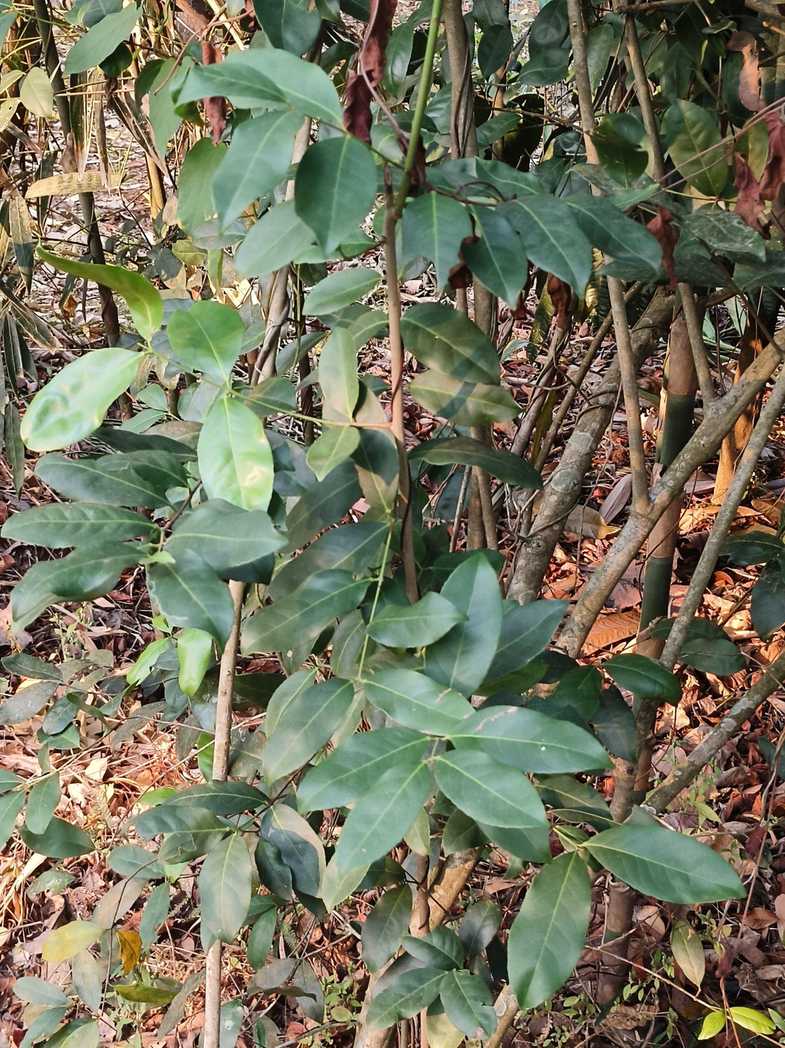 Salacia reticulata