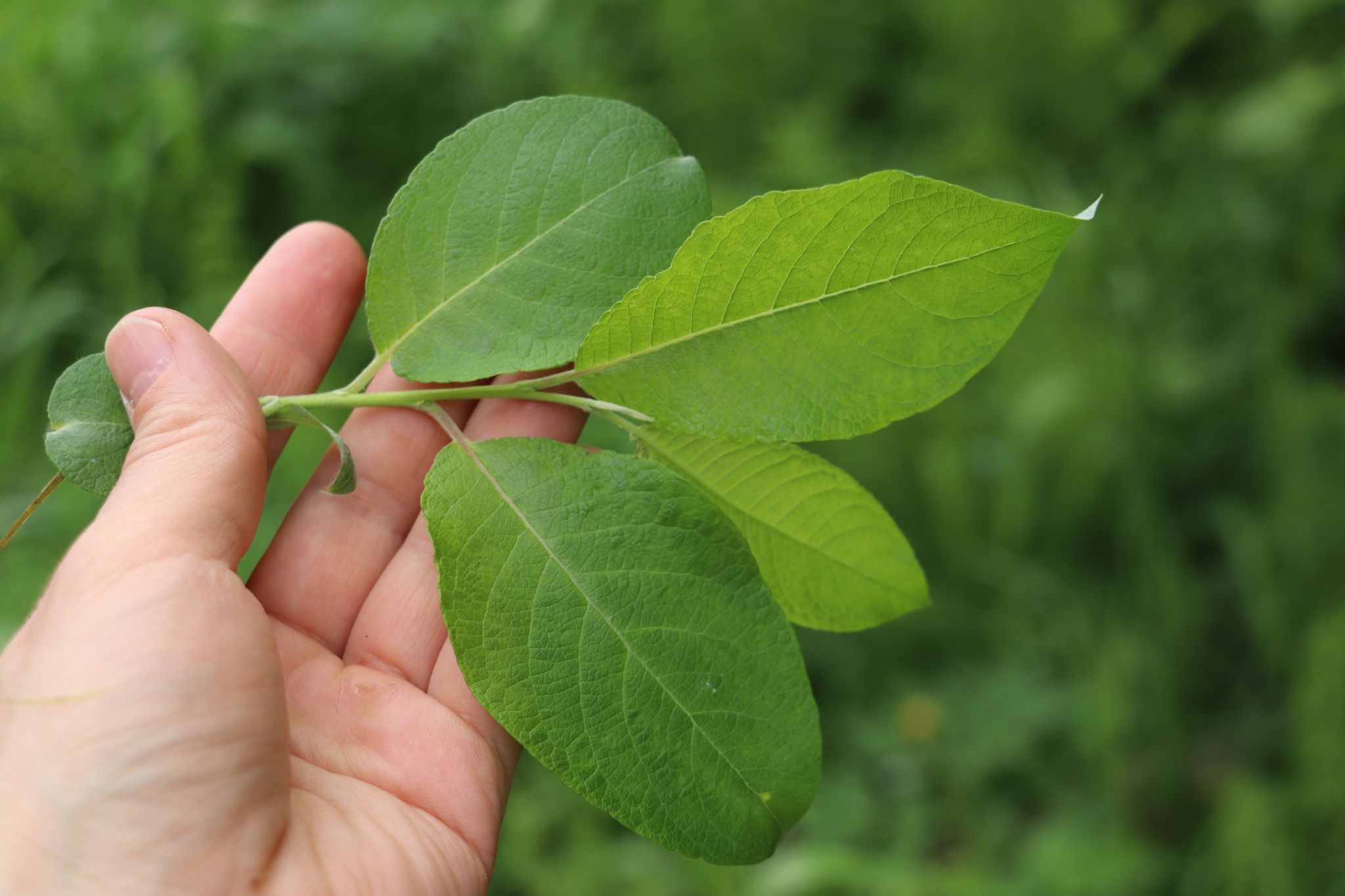Salix