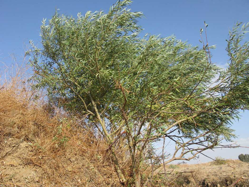 Salix acmophylla