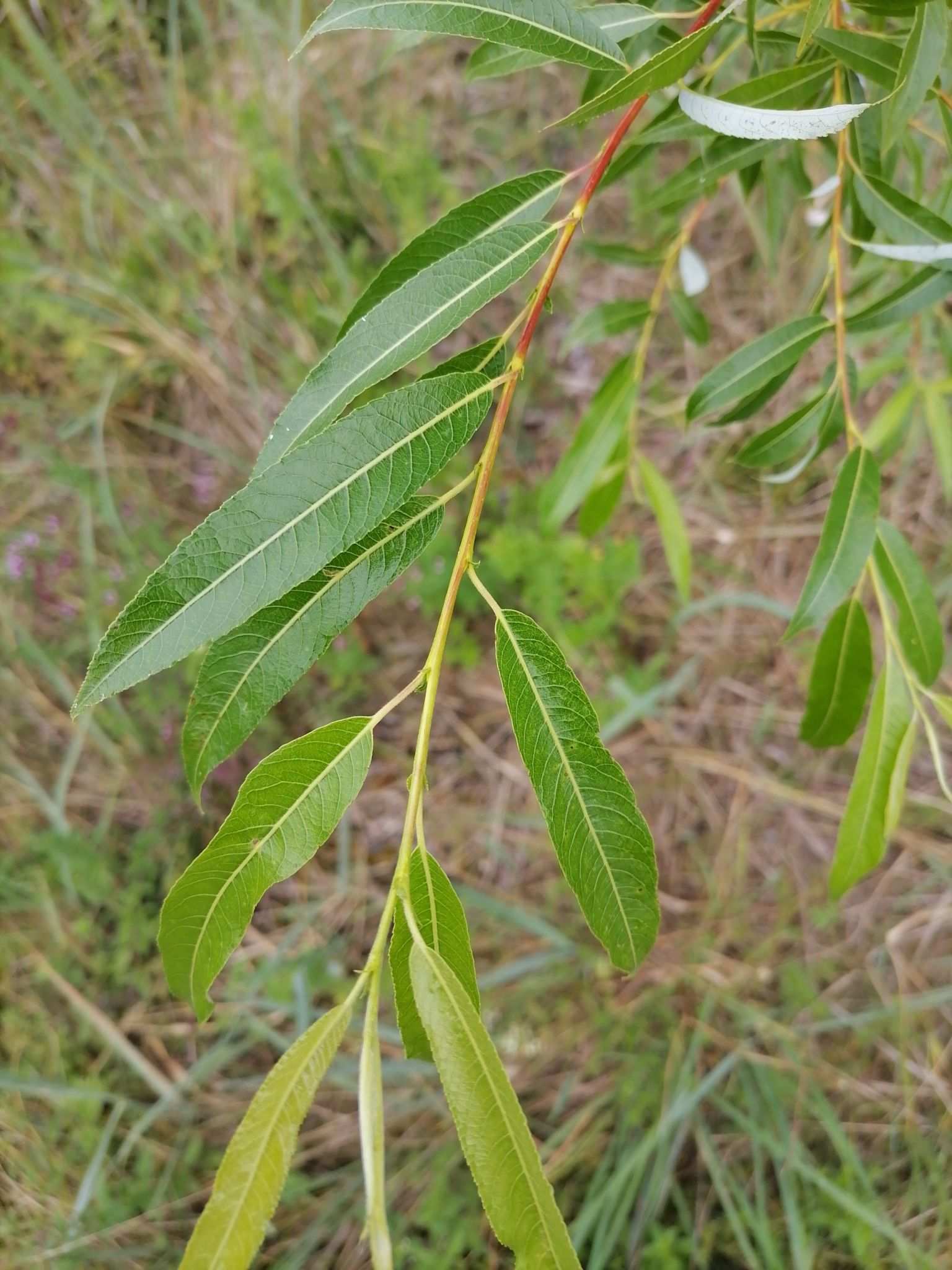 Salix acutifolia