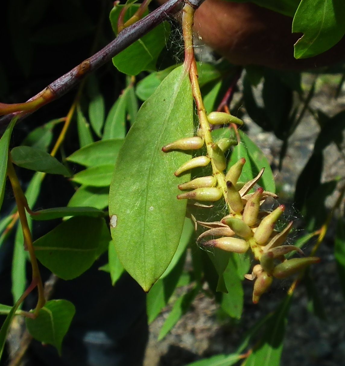 Salix arbutifolia