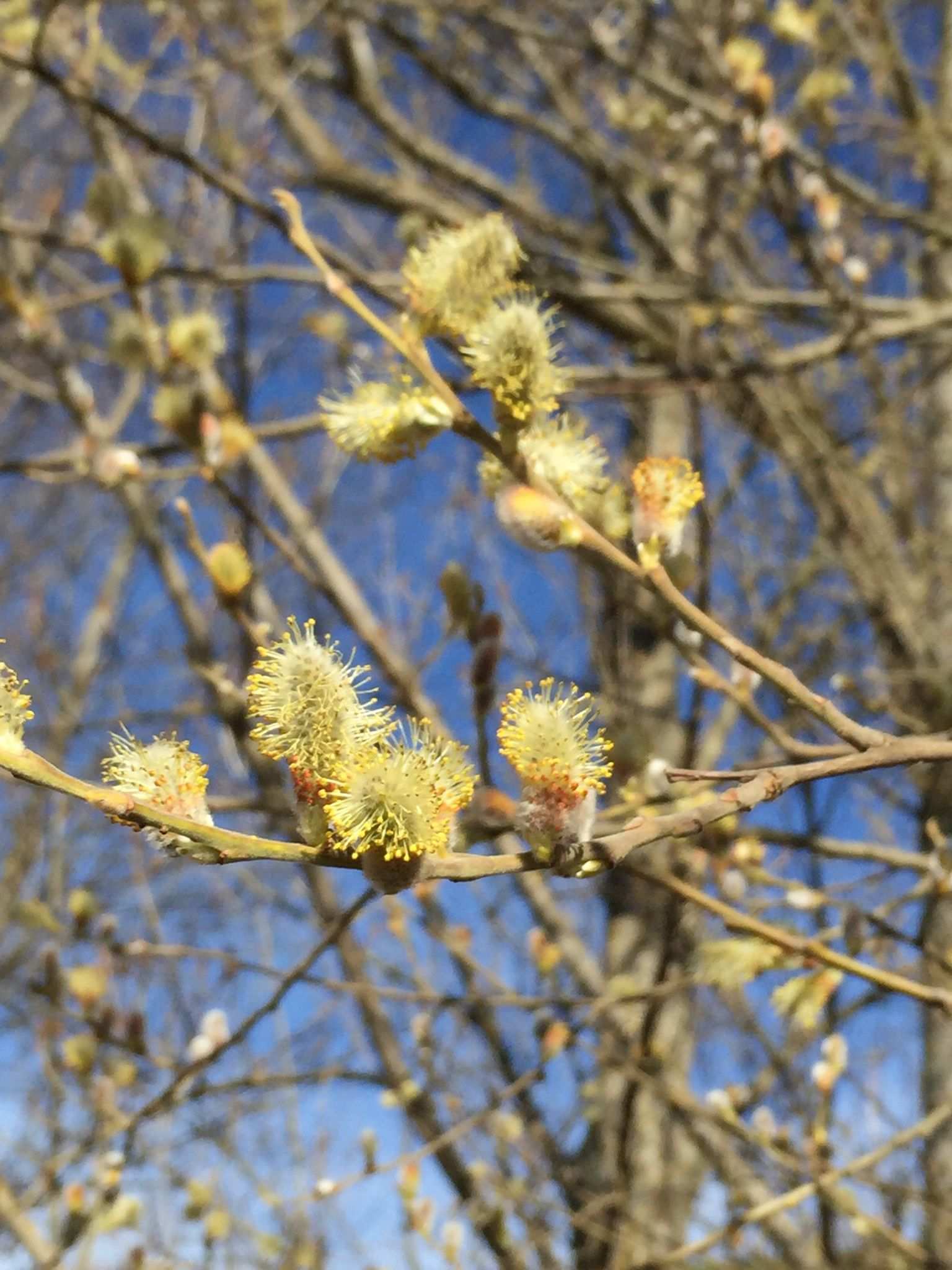 Salix atrocinerea