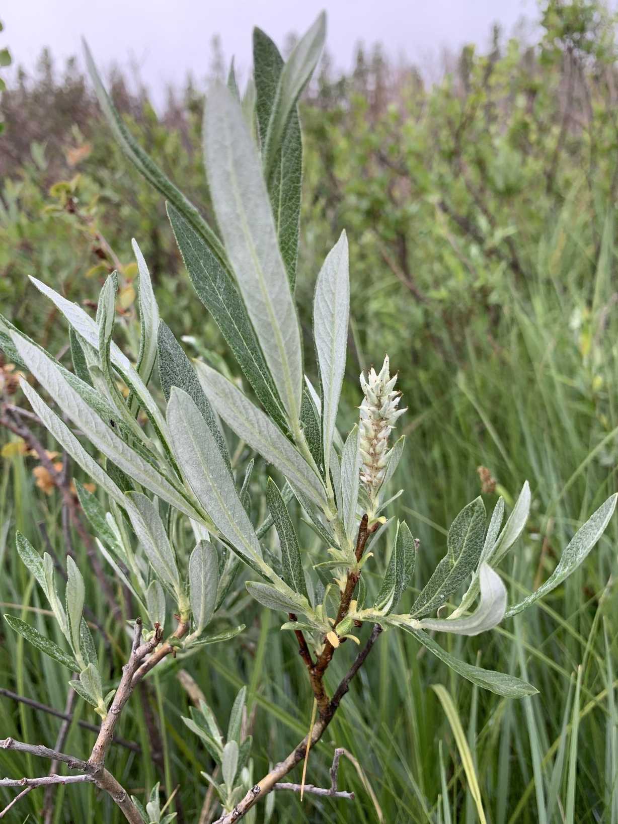 Salix candida
