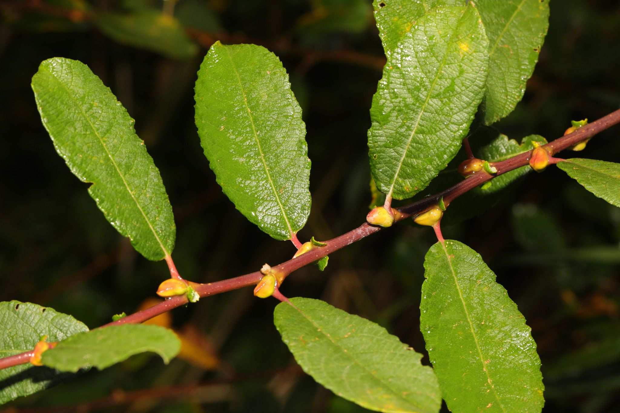 Salix cinerea