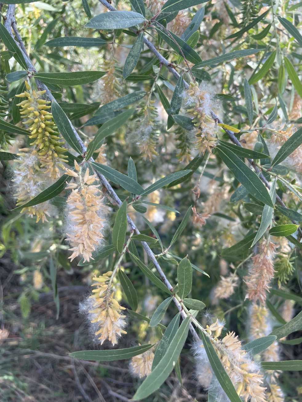 Salix gooddingii