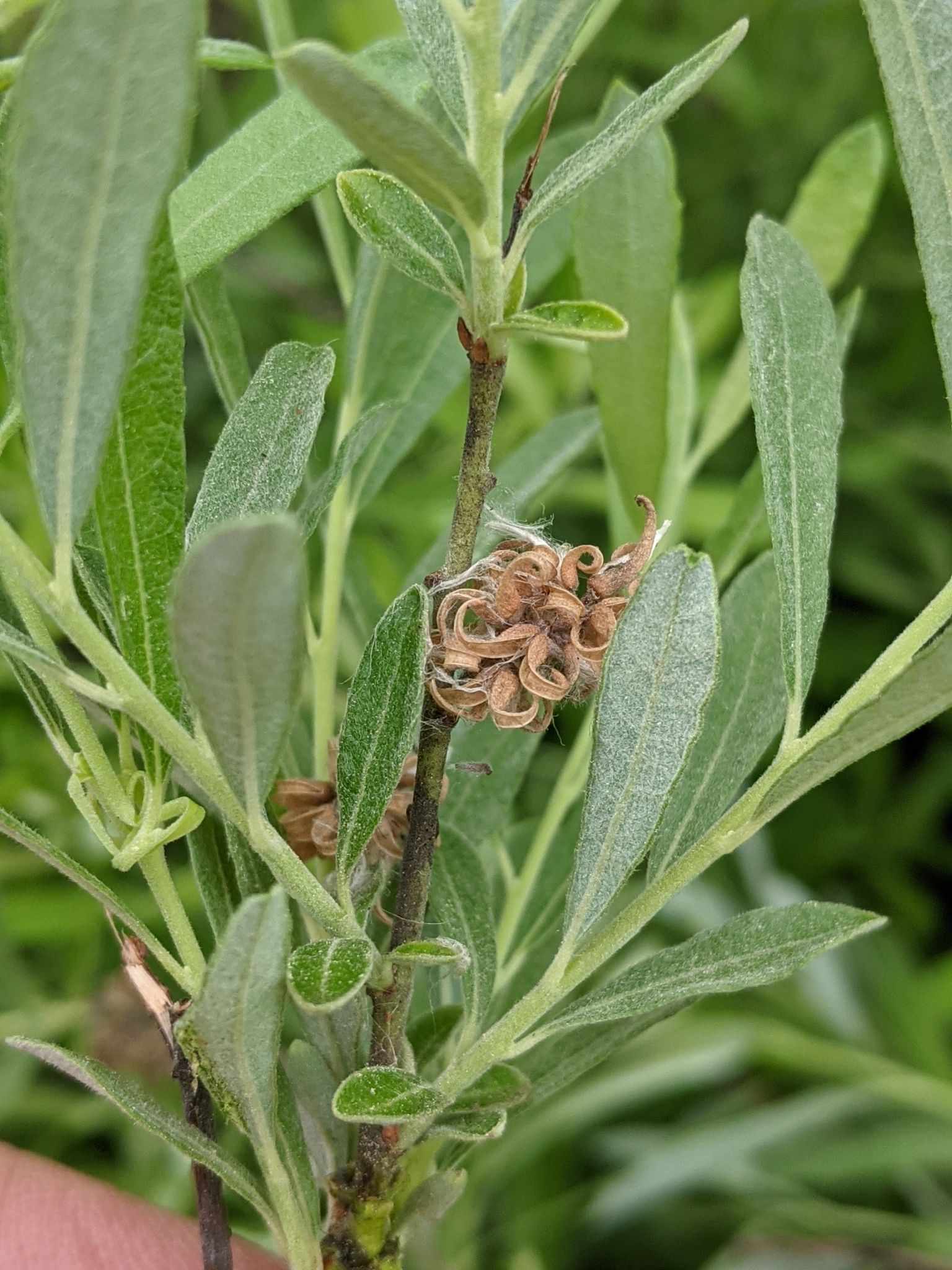 Salix humilis