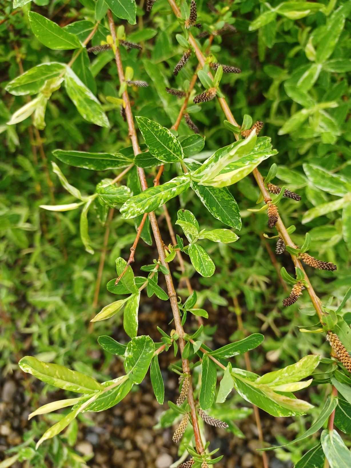 Salix integra