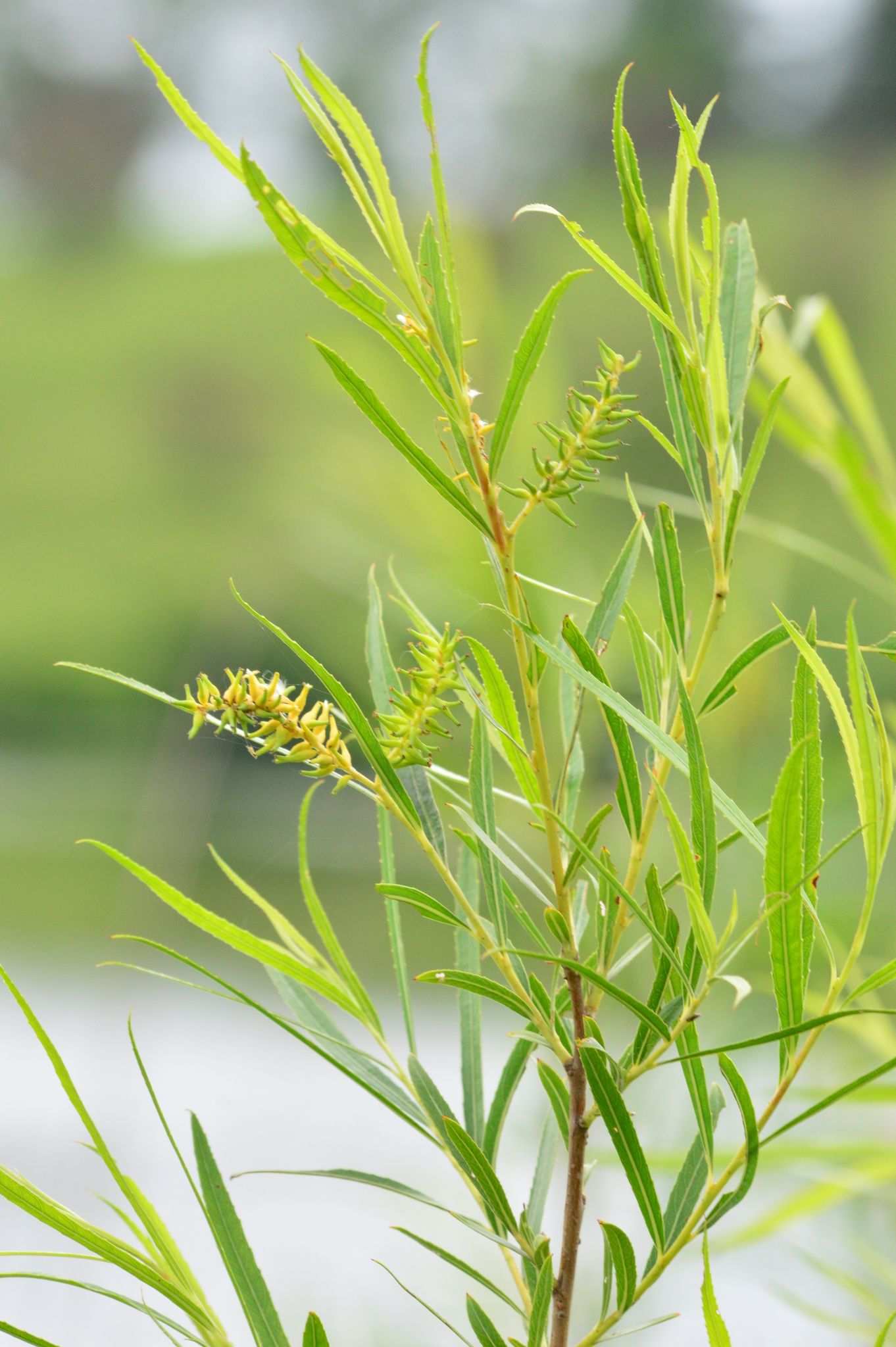 Salix interior