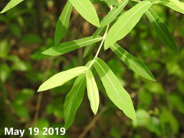 Salix koriyanagi