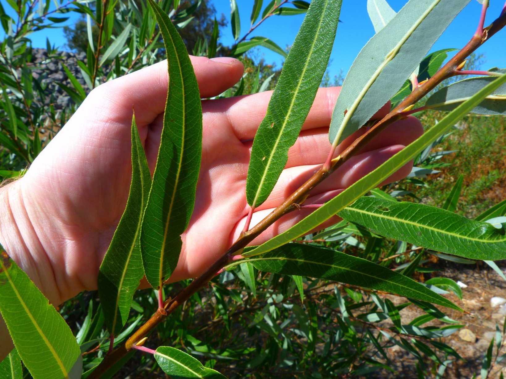 Salix laevigata