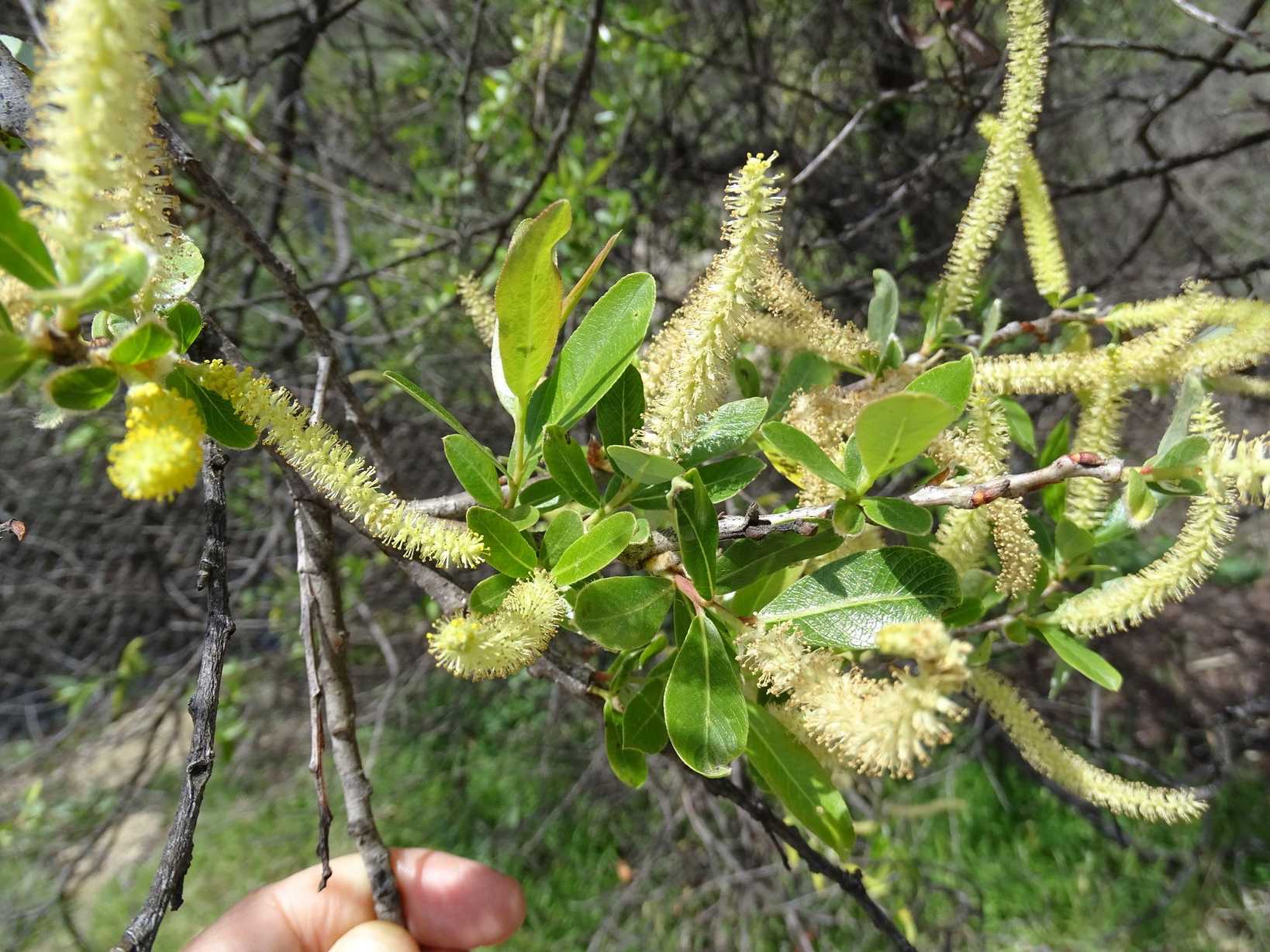 Salix lasiolepis