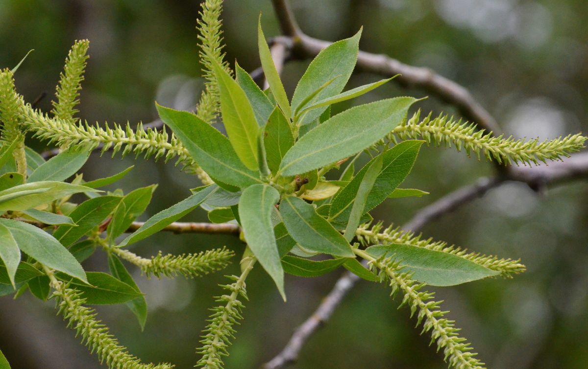 Salix lucida