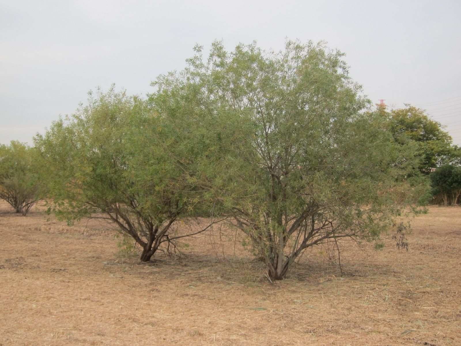 Salix miyabeana