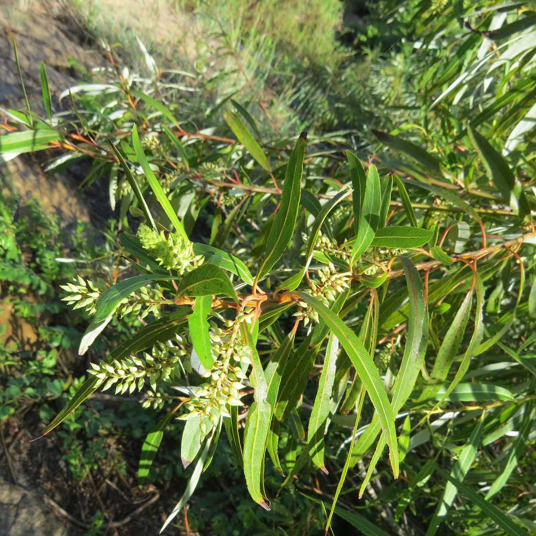 Salix mucronata