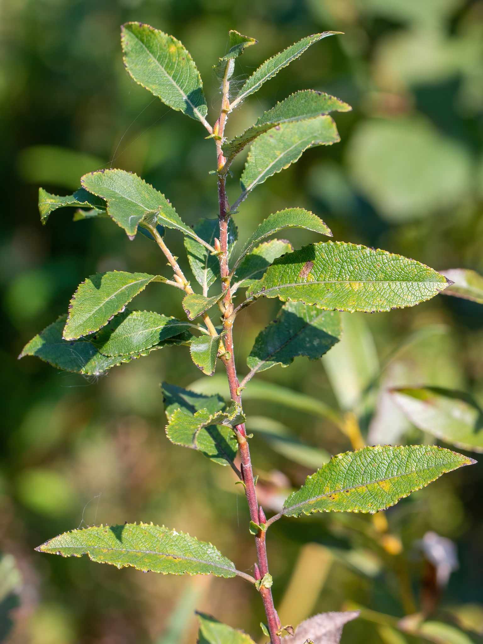 Salix myrsinifolia