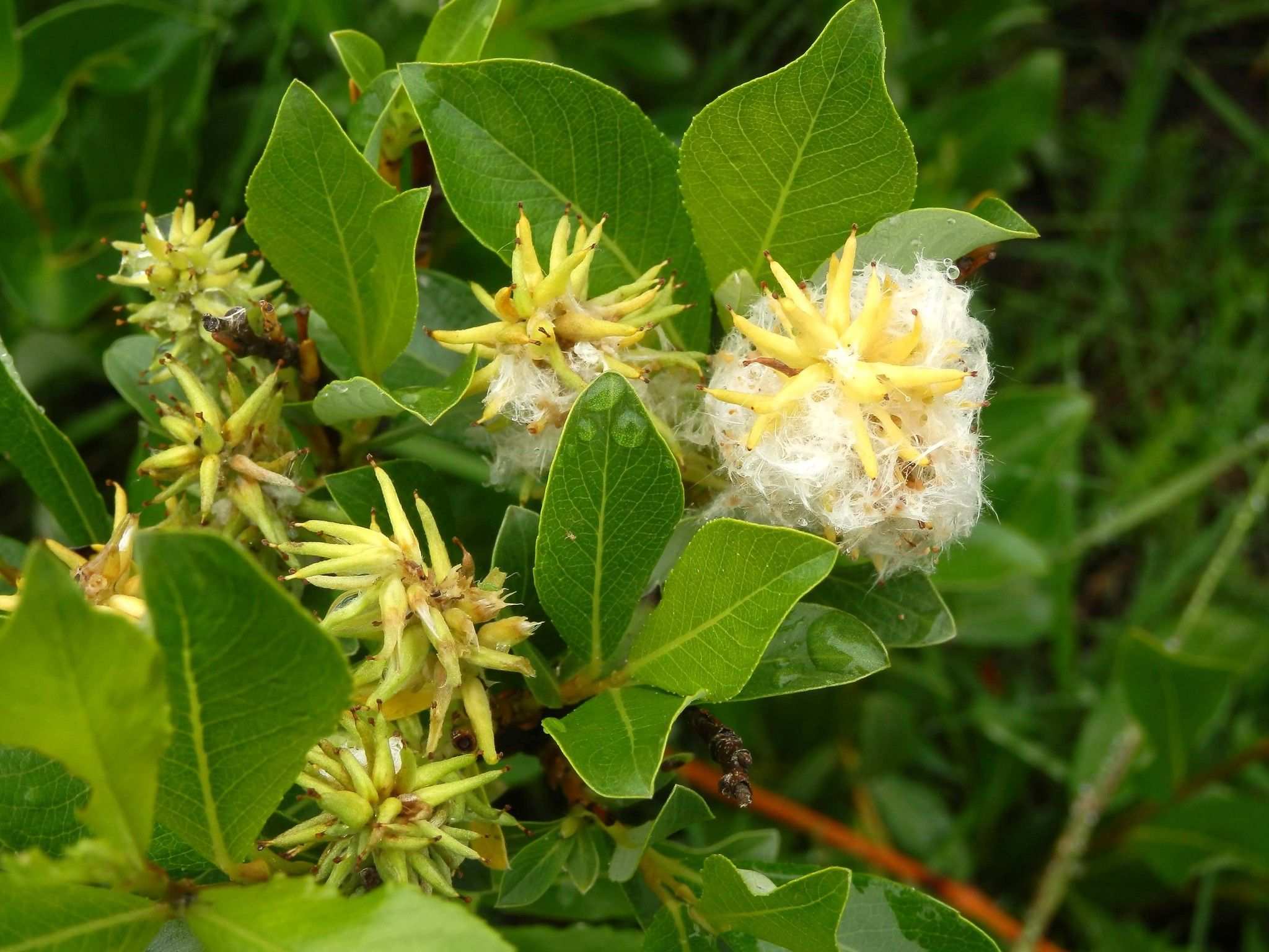 Salix phylicifolia