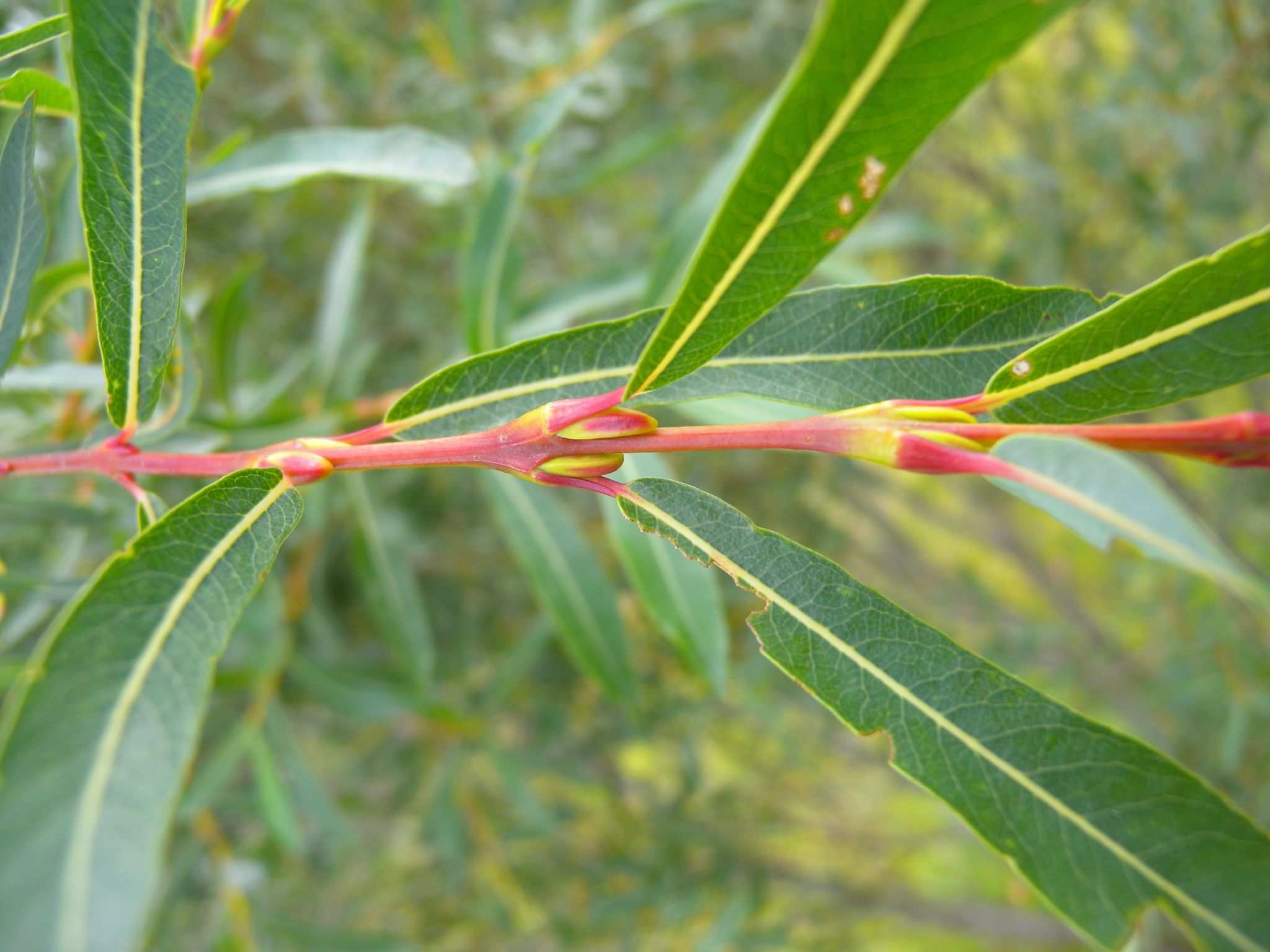 Salix purpurea