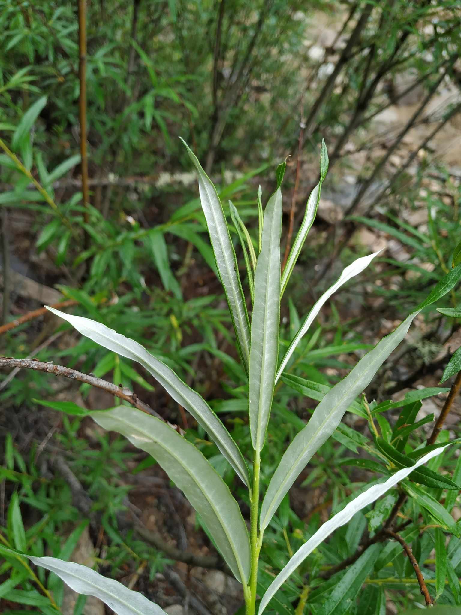 Salix schwerinii