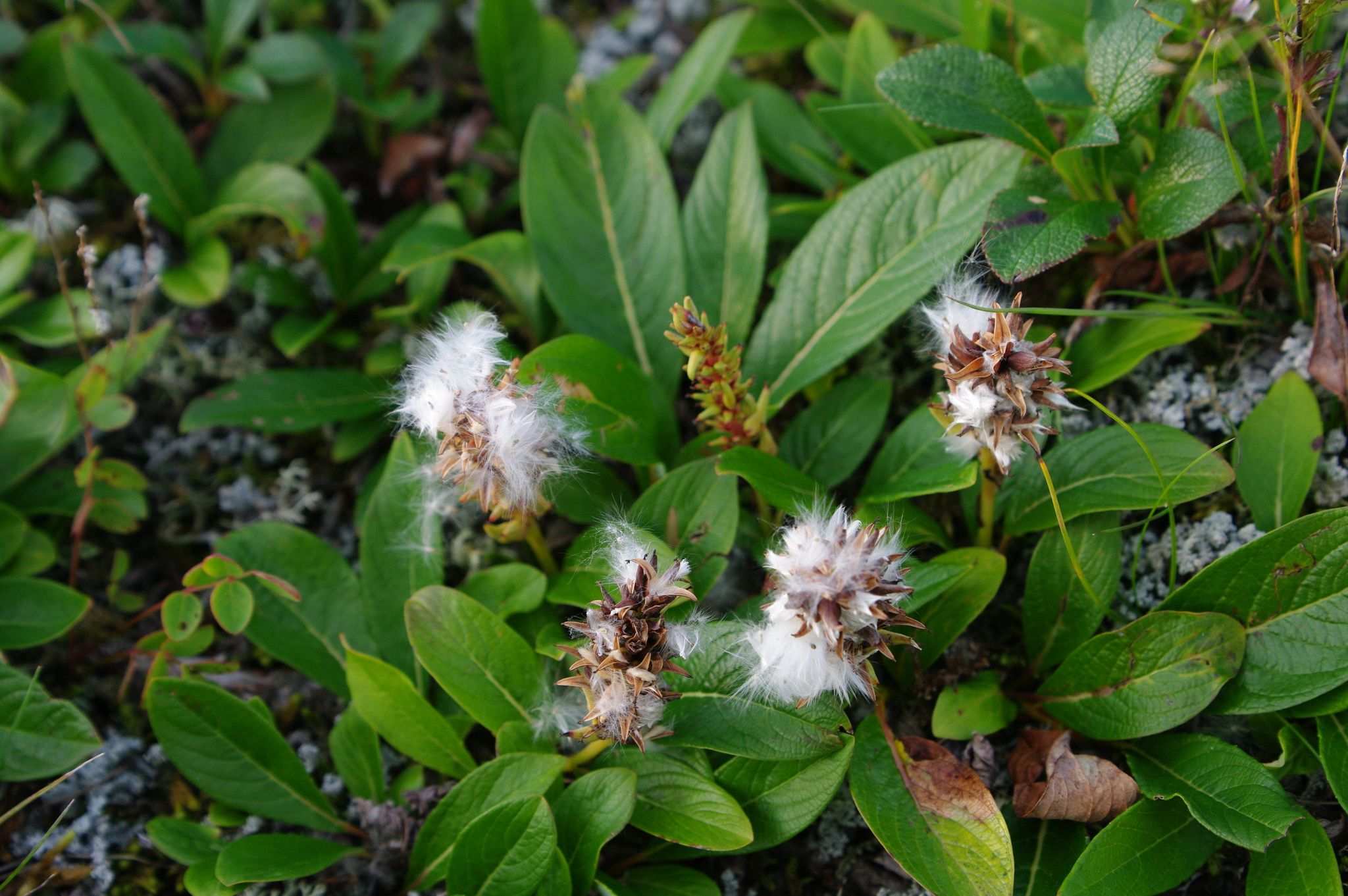 Salix sp.