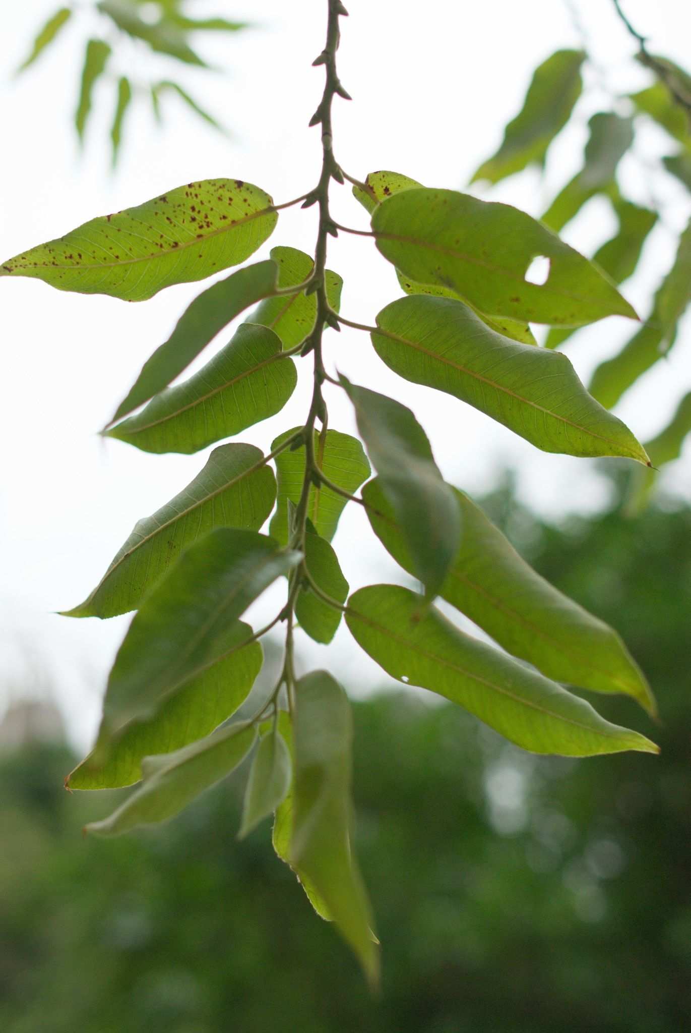 Salix tetrasperma