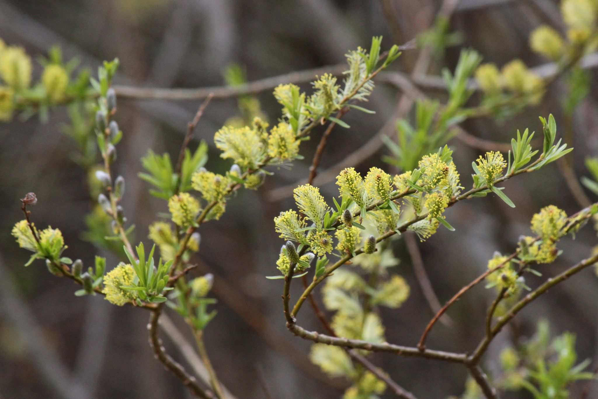 Salix viminalis