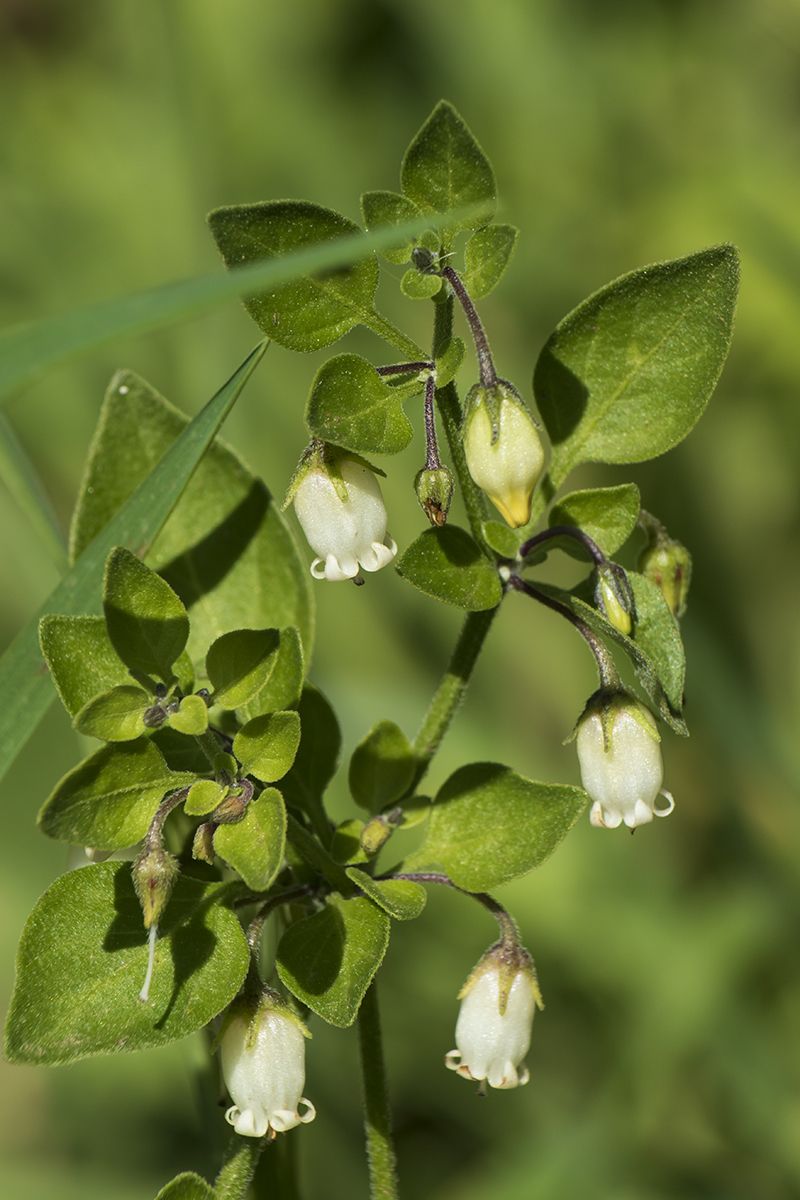 Salpichroa origanifolia