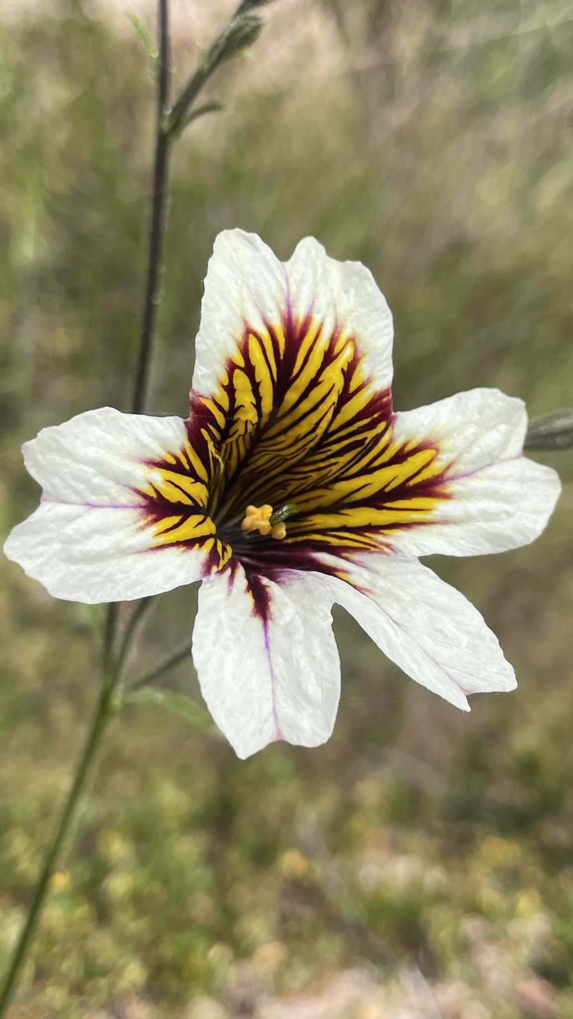 Salpiglossis sinuata