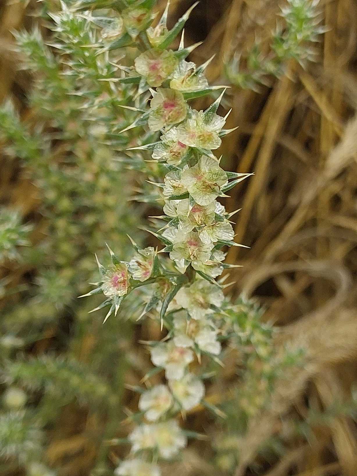 Salsola kali