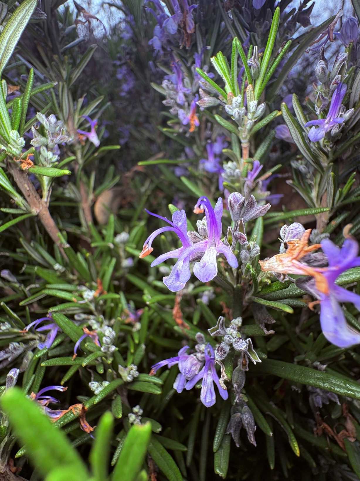 Salvia
