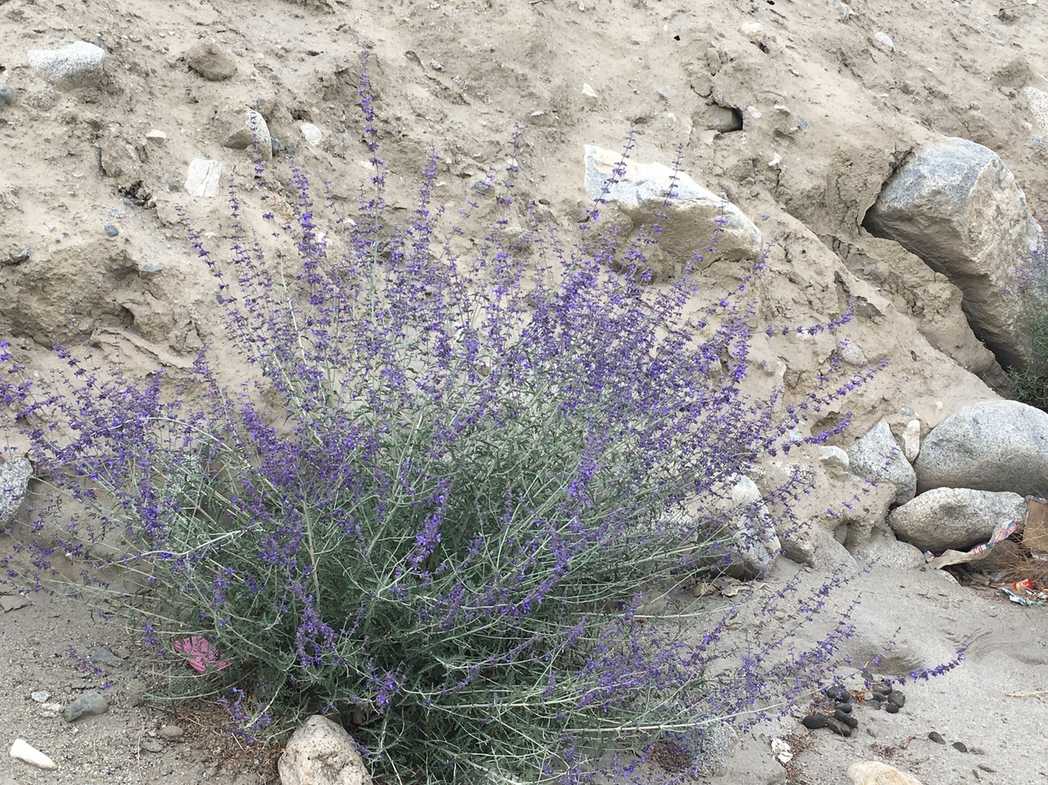 Salvia abrotanoides
