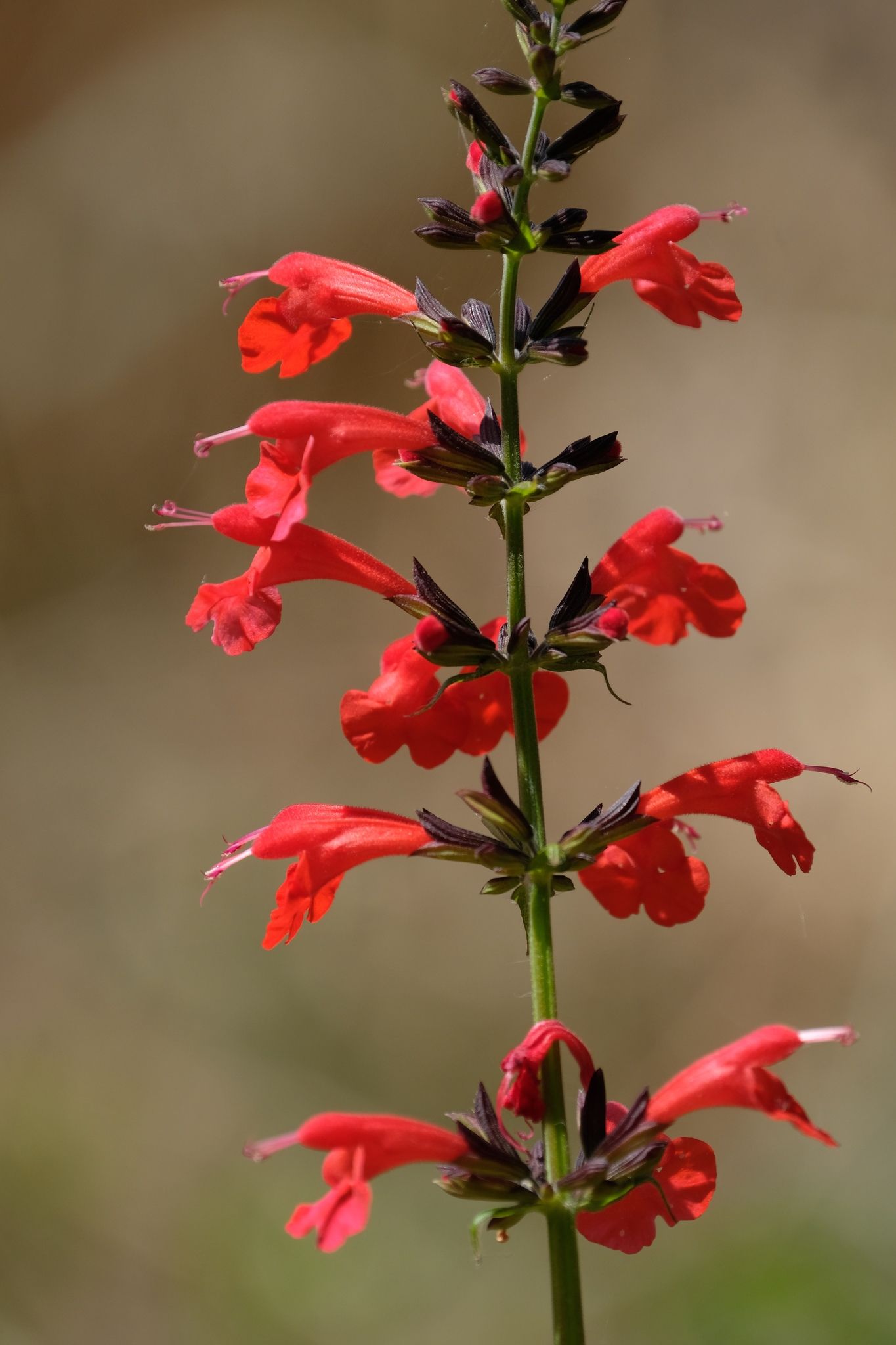 Salvia coccinea