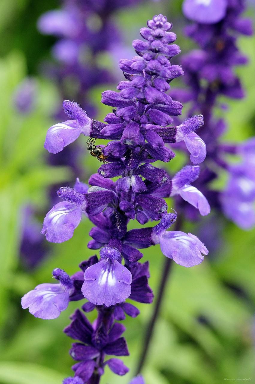 Salvia farinacea