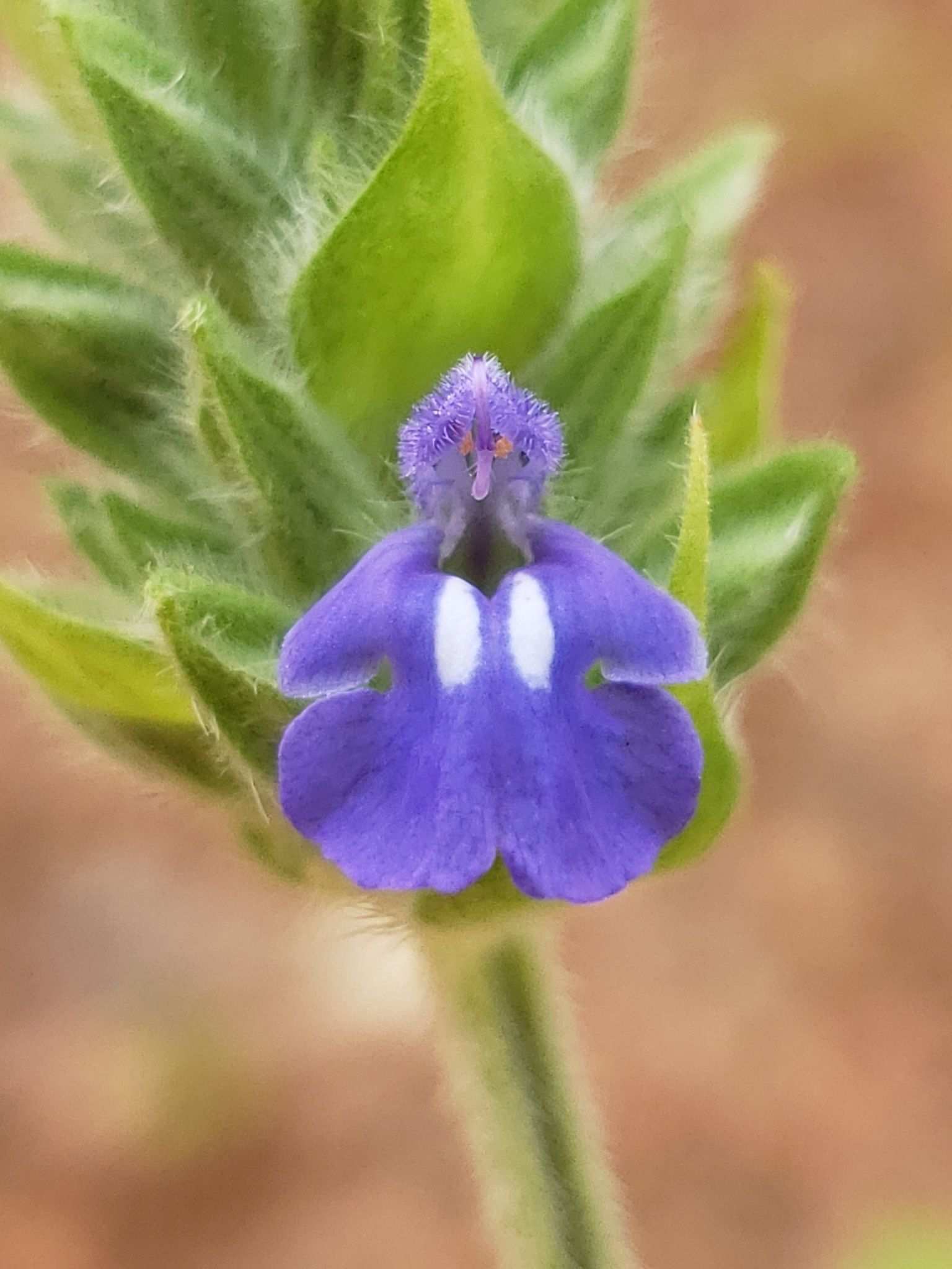Salvia hispanica