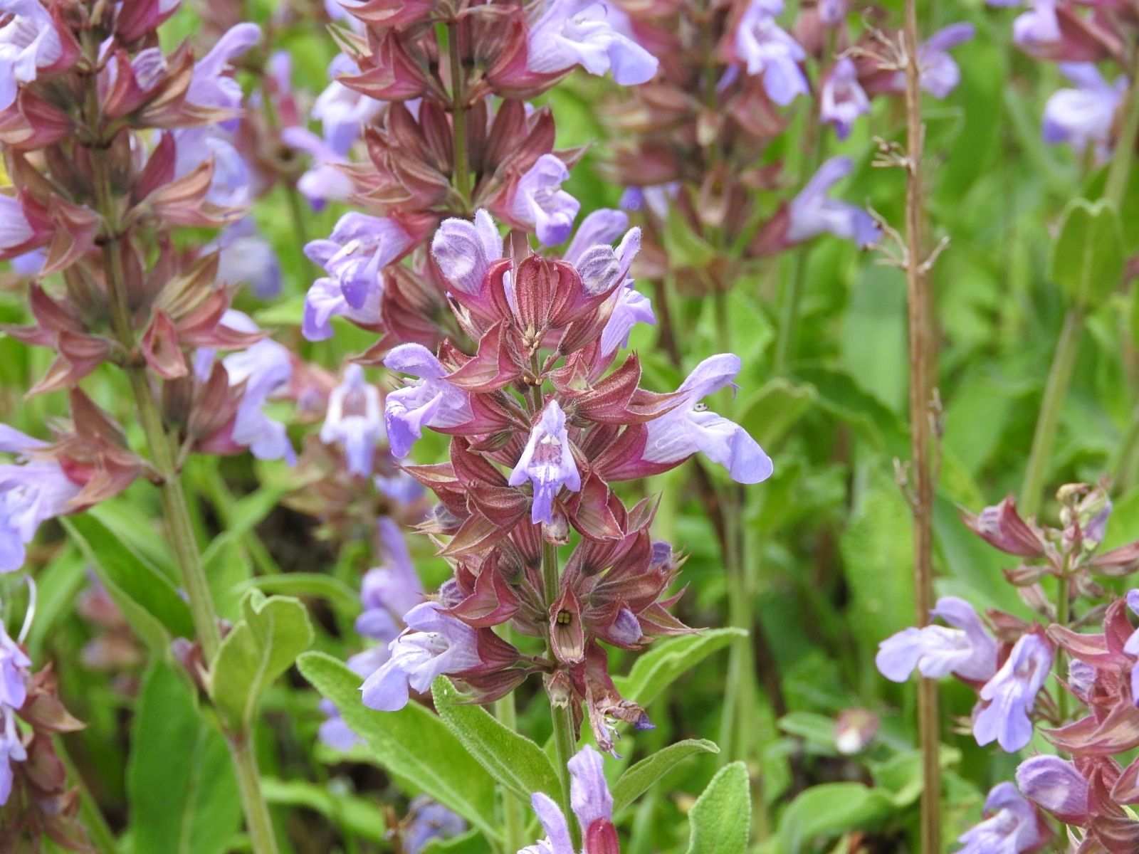 Salvia officinalis