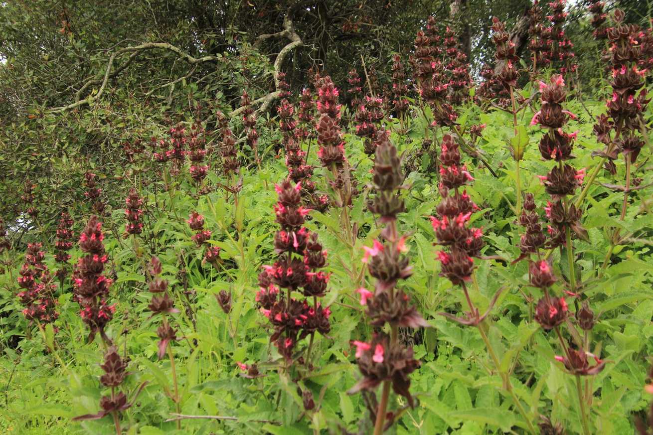 Salvia sp.