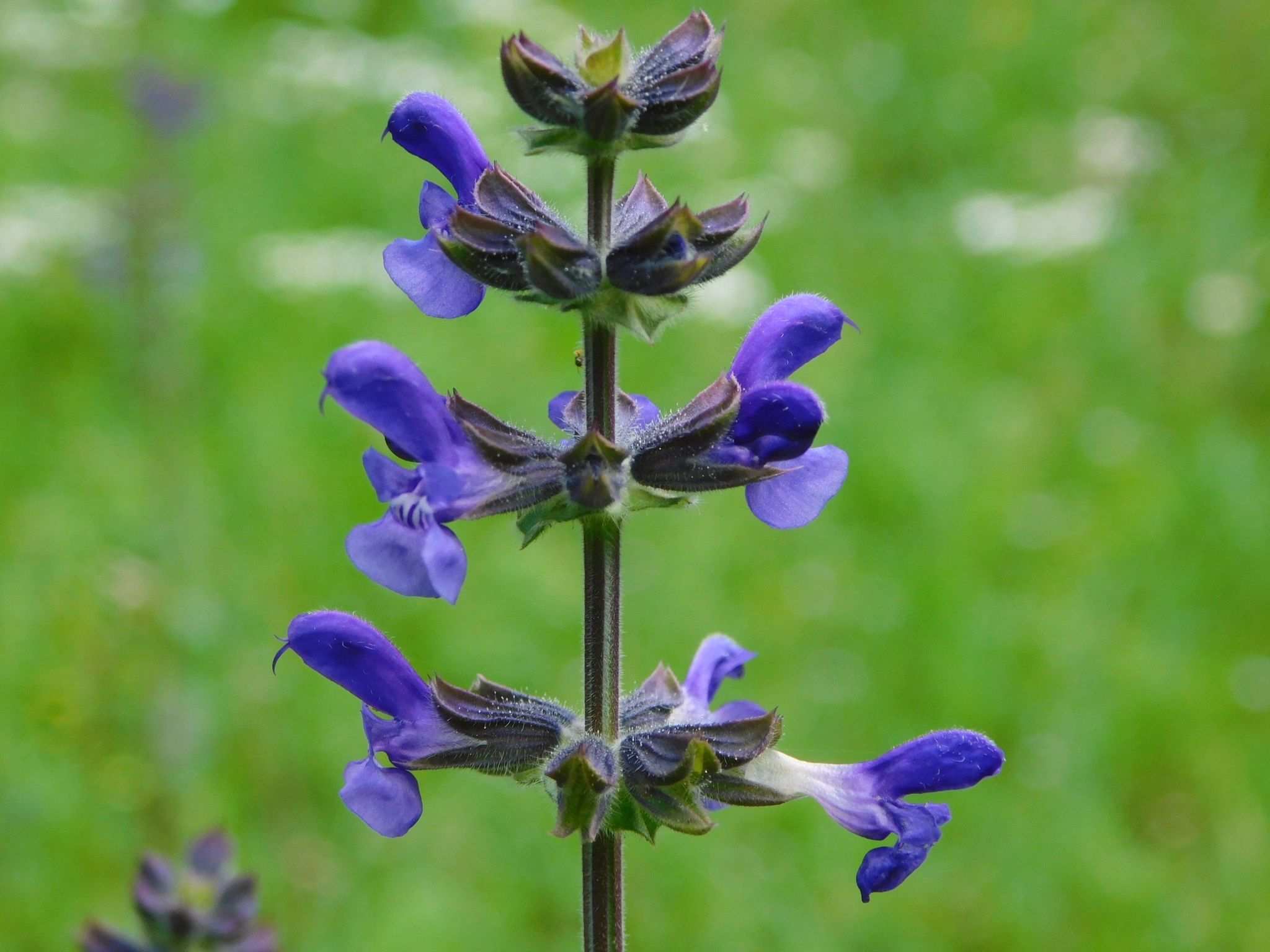 Salvia verbenaca
