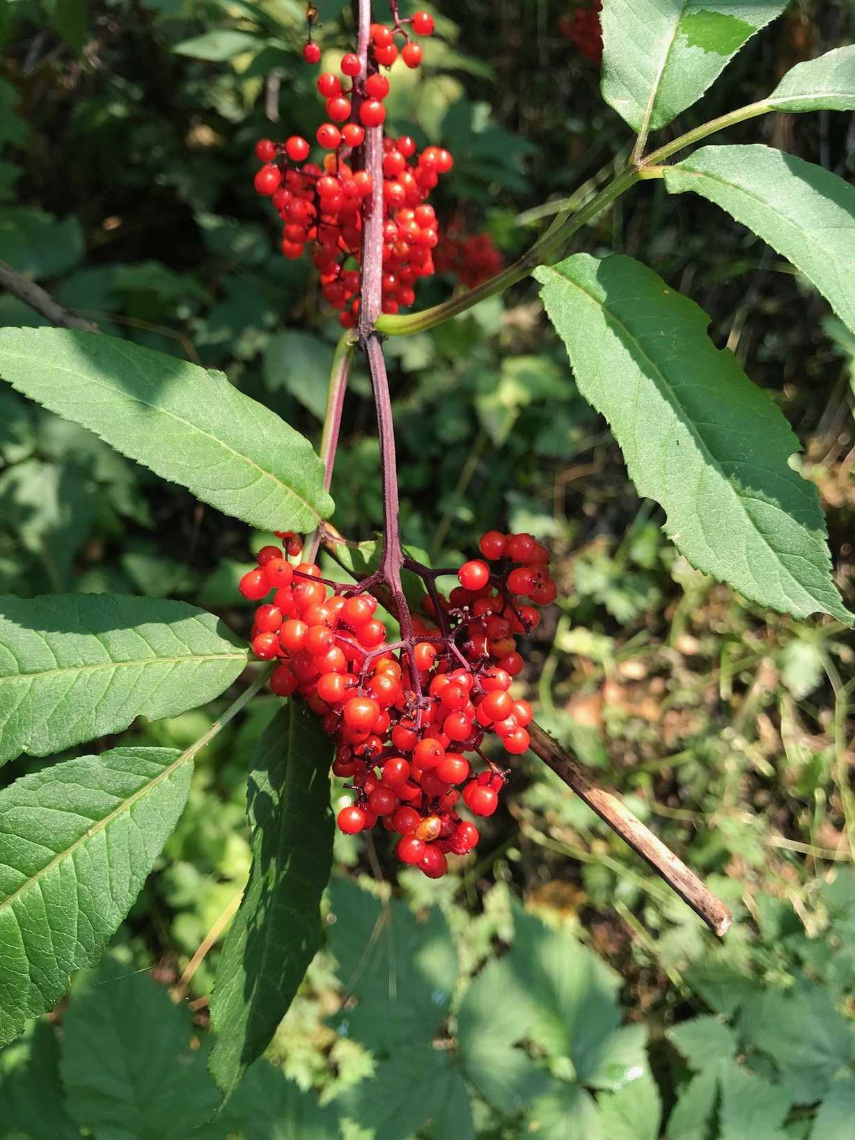 Sambucus