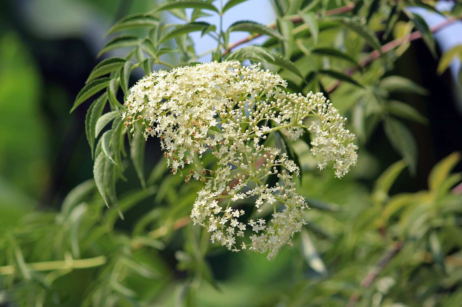 Sambucus canadensis