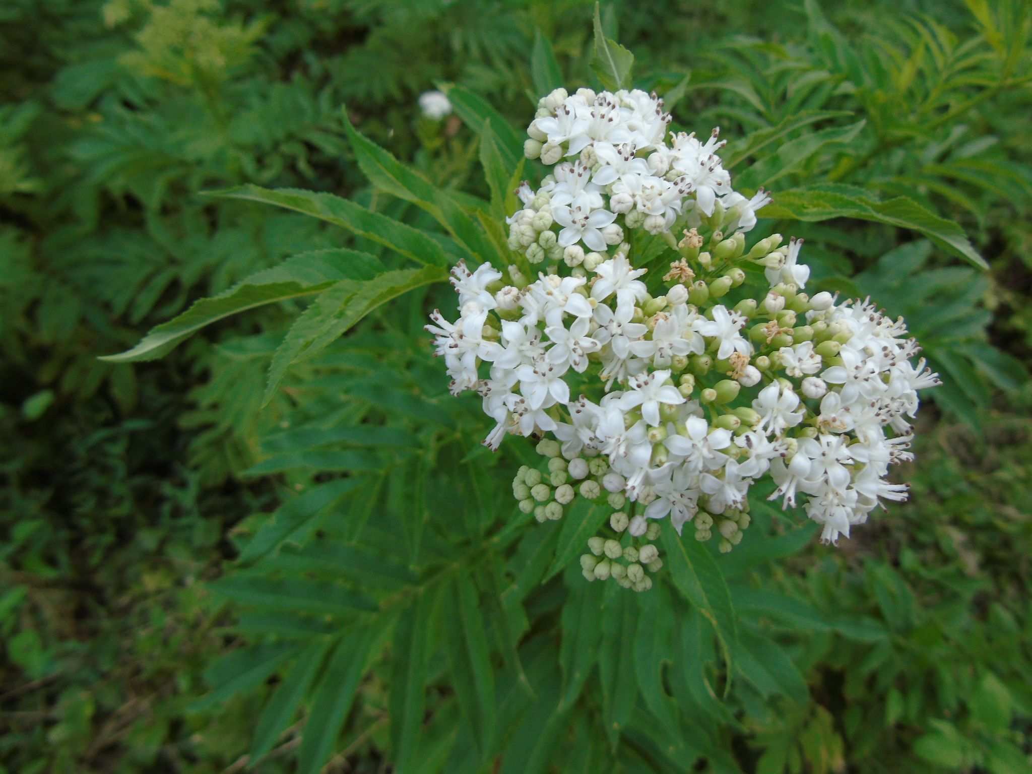 Sambucus ebulus