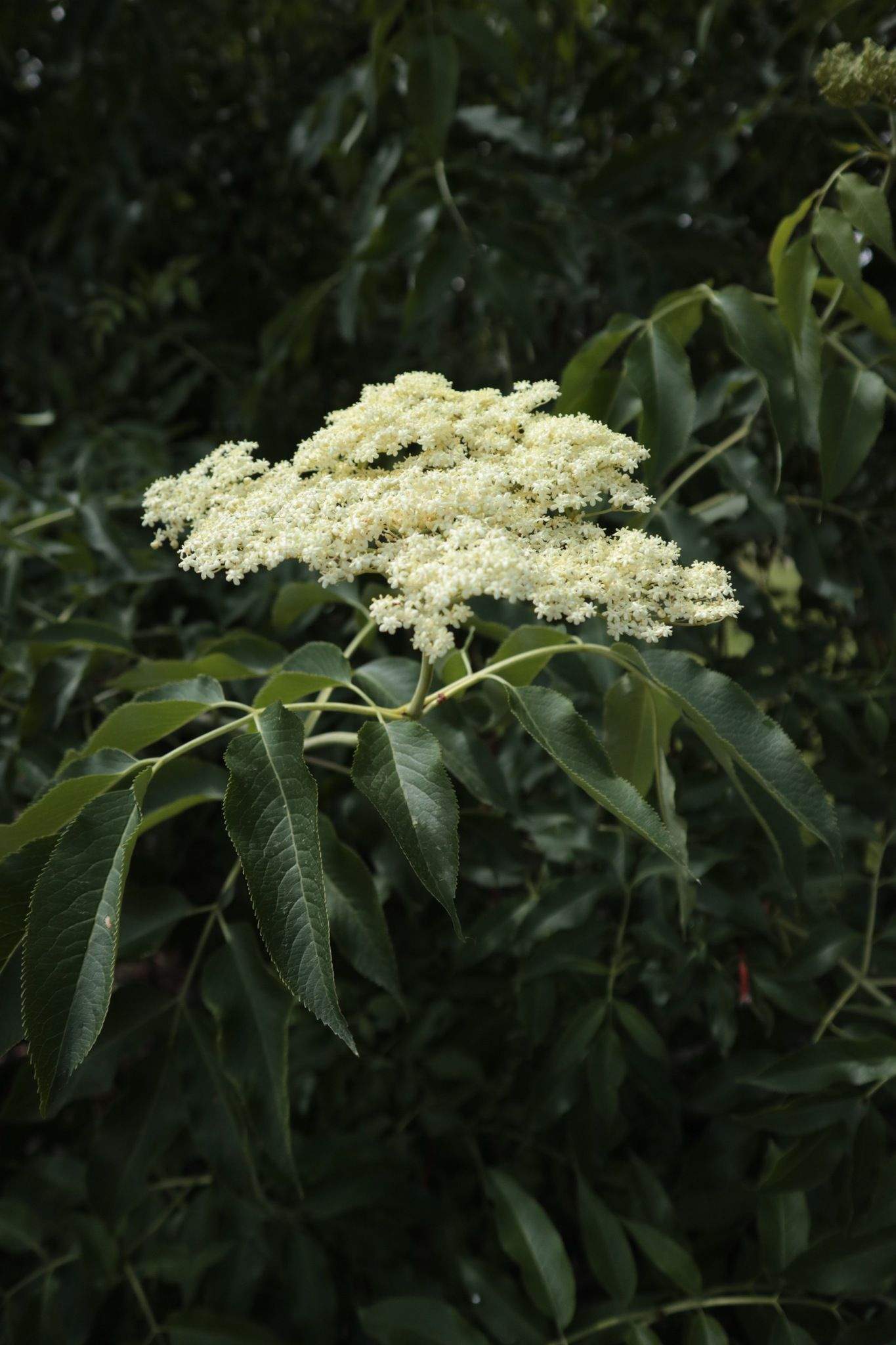 Sambucus glauca