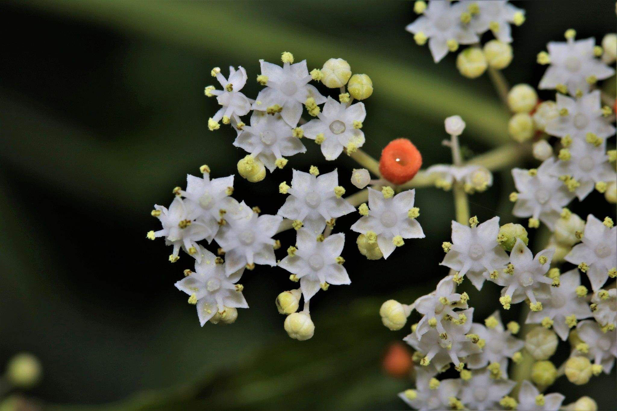 Sambucus javanica