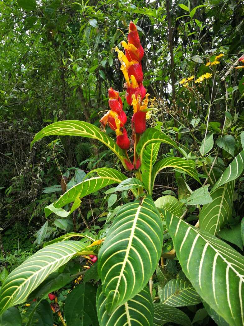 Sanchezia speciosa