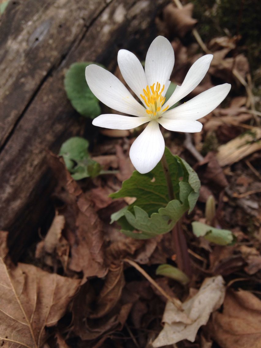 Sanguinaria canadensis