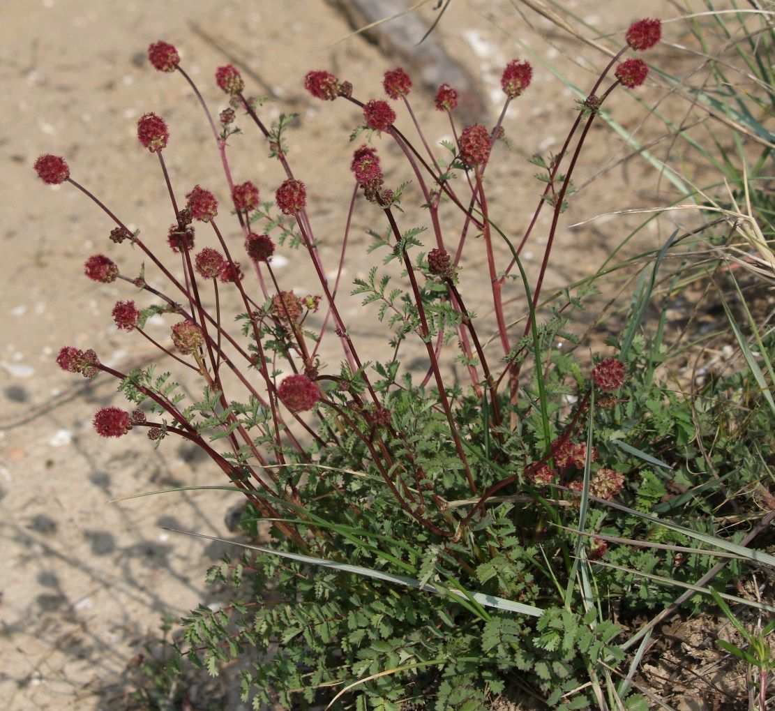 Sanguisorba minor