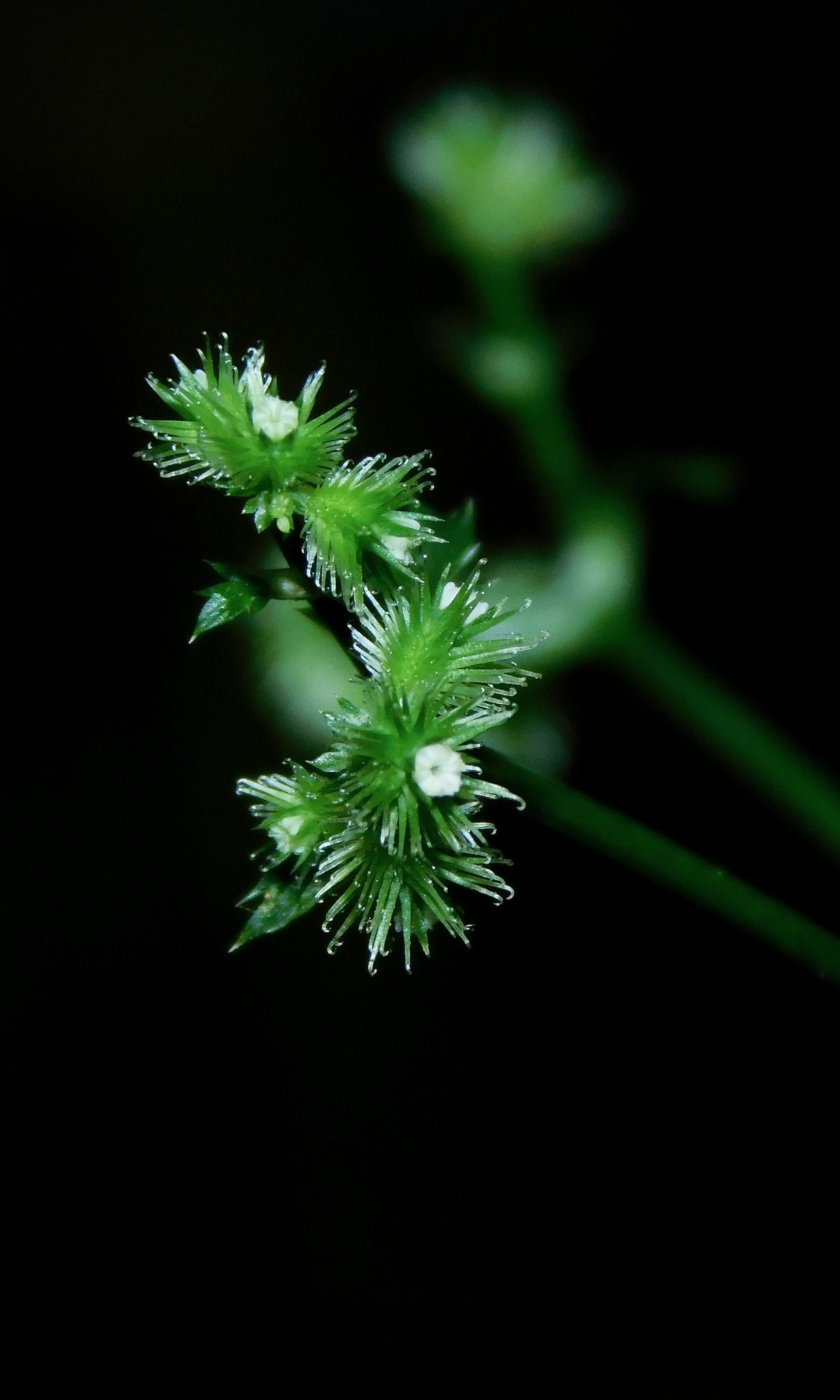Sanicula canadensis