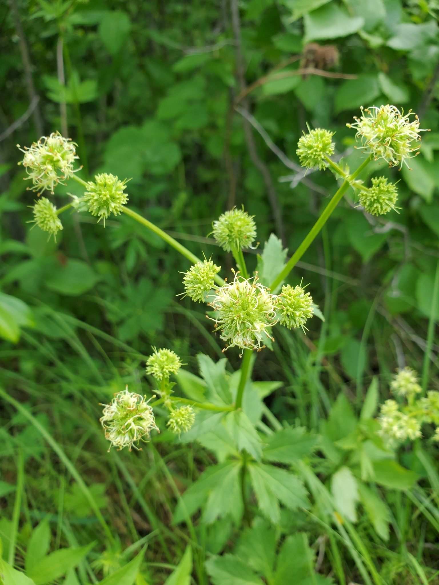 Sanicula marilandica