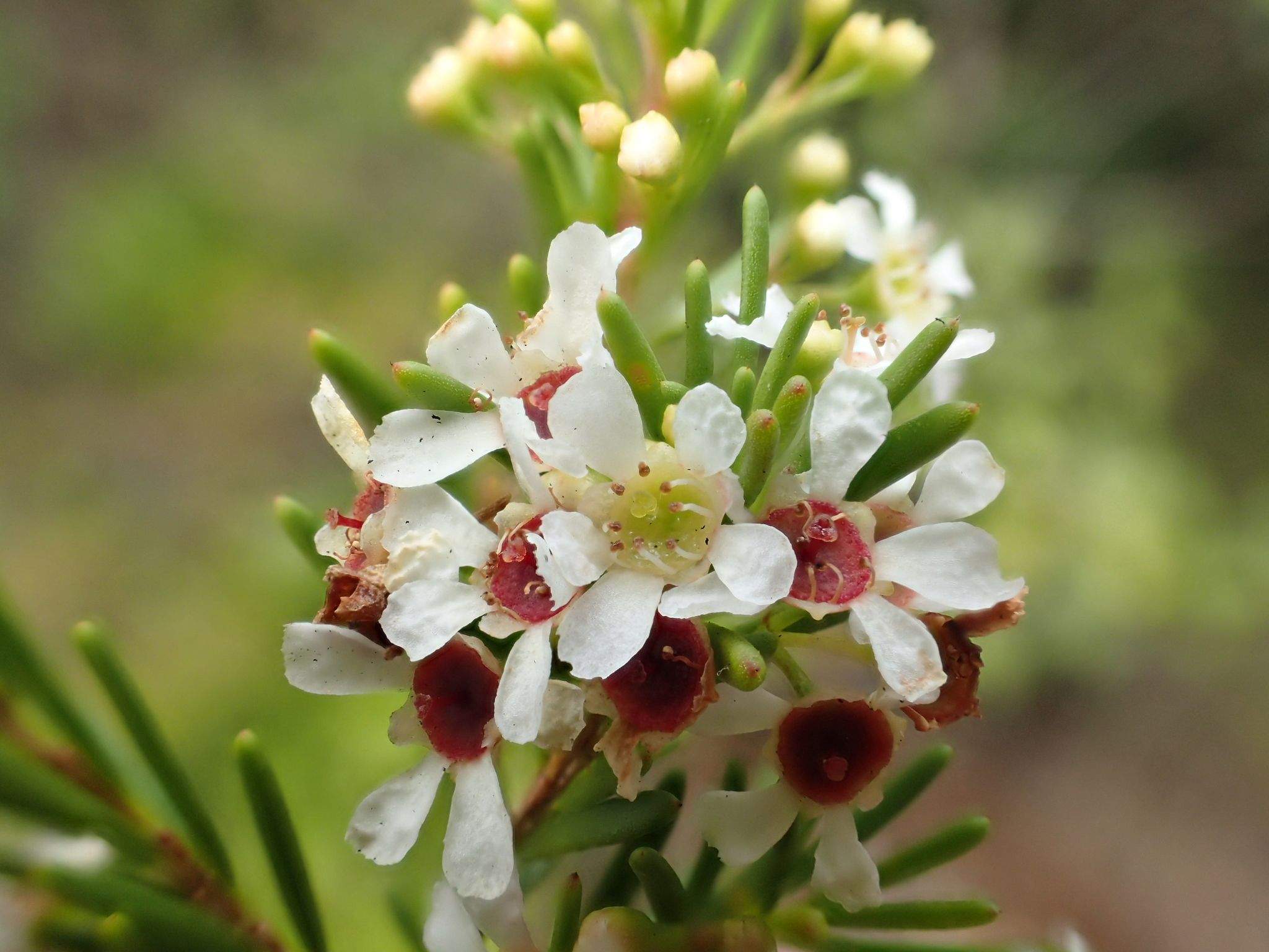 Sannantha leratii