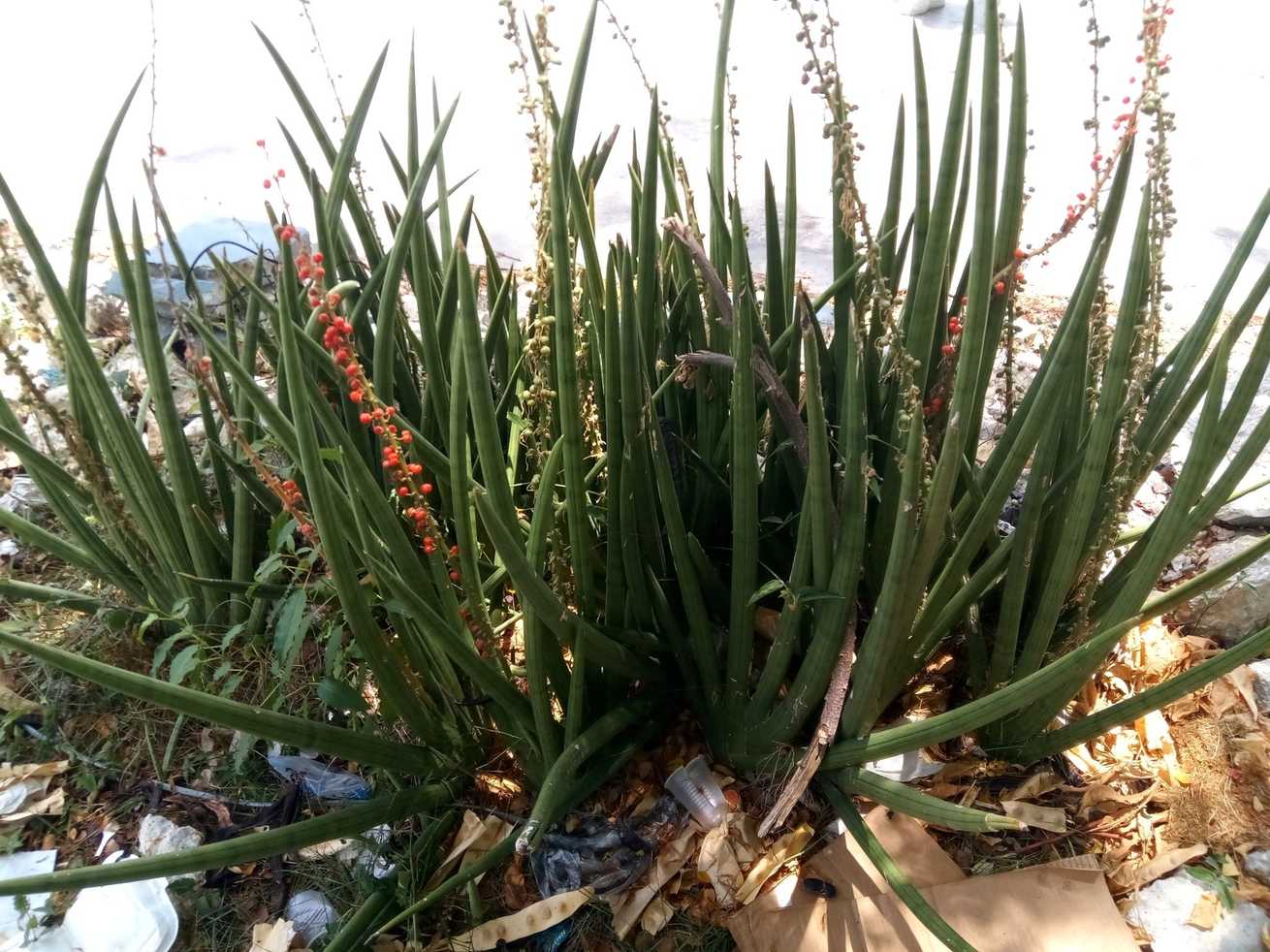 Sansevieria sp.