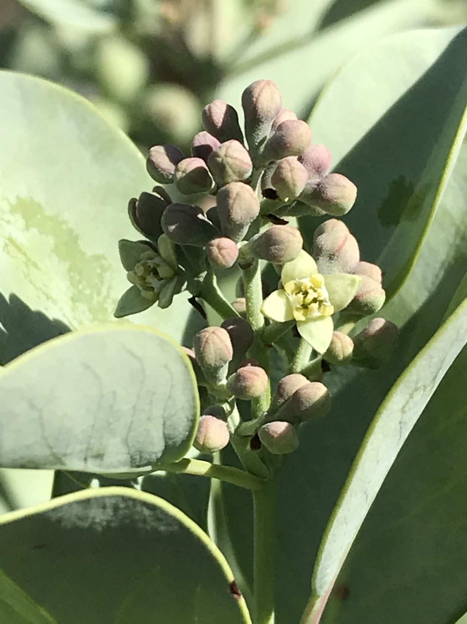 Santalum ellipticum